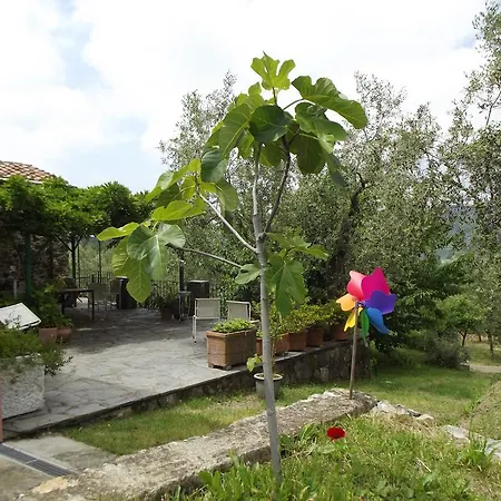 Brasino