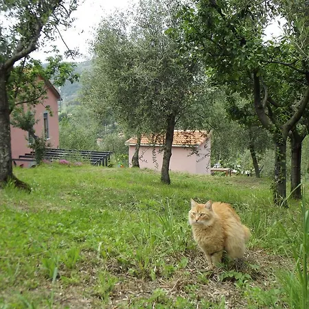Brasino Fosdinovo