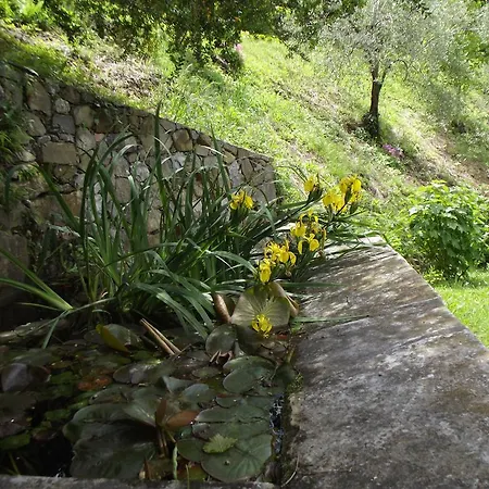 Brasino Fosdinovo